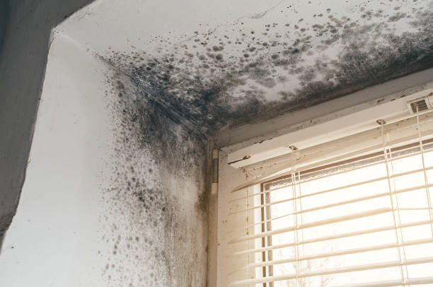 Affordable Mold Cleanup solutions in Wantagh, NY